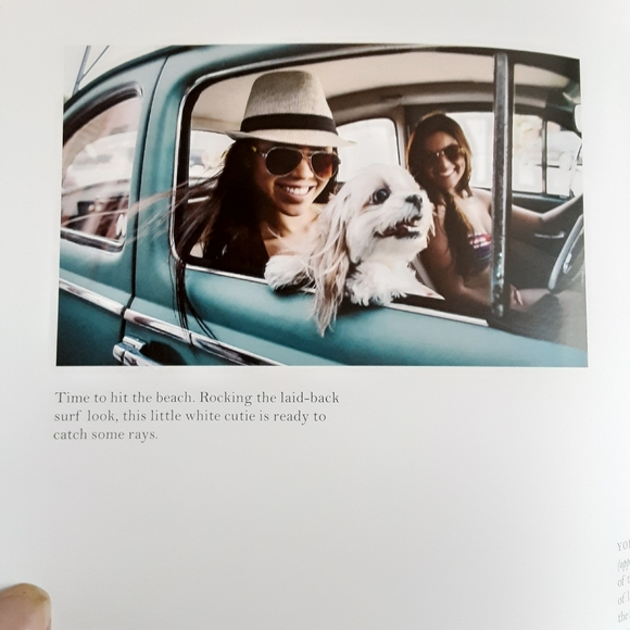 Dogs Hanging out of Windows - Picture 6 of 11